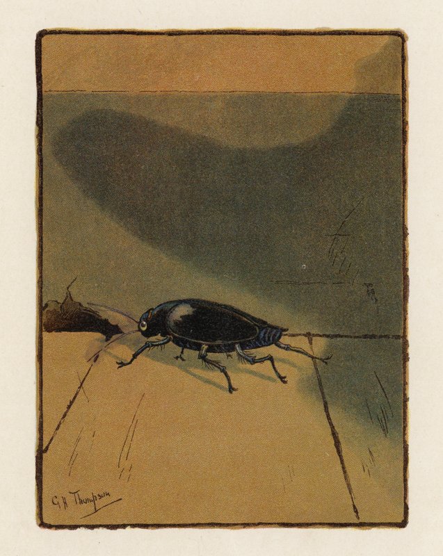 A bogár (színes litográfia) alkotó: George Henry Thompson