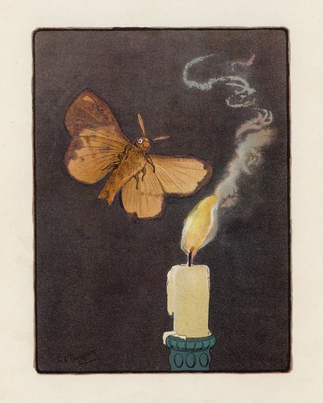 The Moth (színes litográfia) alkotó: George Henry Thompson