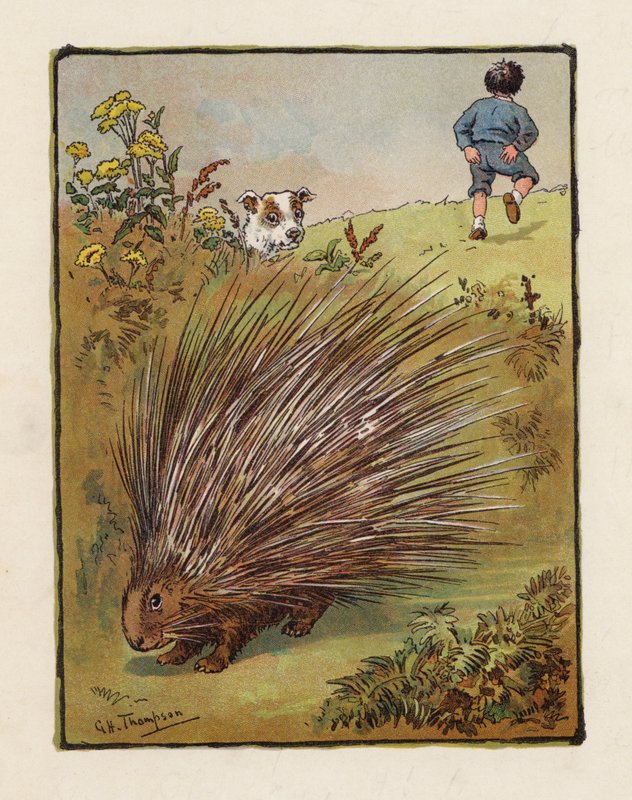 A sündisznó (színes litográfia) alkotó: George Henry Thompson