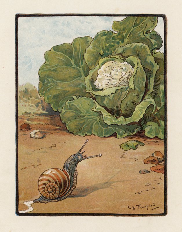 A csiga (színes litográfia) alkotó: George Henry Thompson