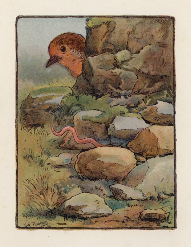 A féreg (színes litográfia) alkotó: George Henry Thompson