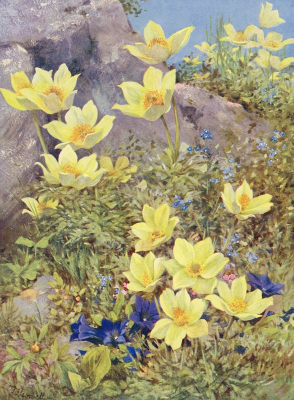Anemone sulphurea és Gentiana excisa közvetlenül a mezőn festve május végén (színes litográfia) alkotó: George Jackson Flemwell