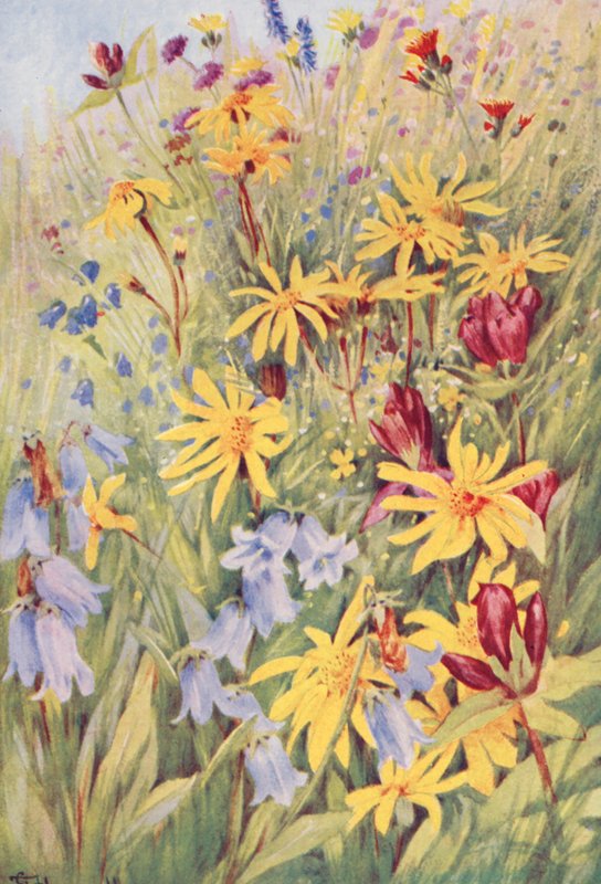 Árnika, barna encián (G purpurea), Campanula barbata és a tüzes kis Hieracium aurantiacum, életből festve a mezőn július közepe felé (színes litográfia). alkotó: George Jackson Flemwell