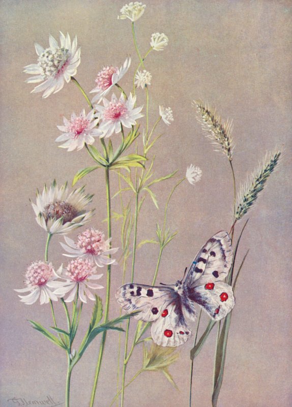 Astrantia major, a-moll és az Apolló pillangó (színes litográfia) alkotó: George Jackson Flemwell
