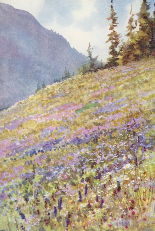 Campanula rhomboidalis mező a Col de la Forclaz-on július eleje körül (színes lithó) alkotó: George Jackson Flemwell