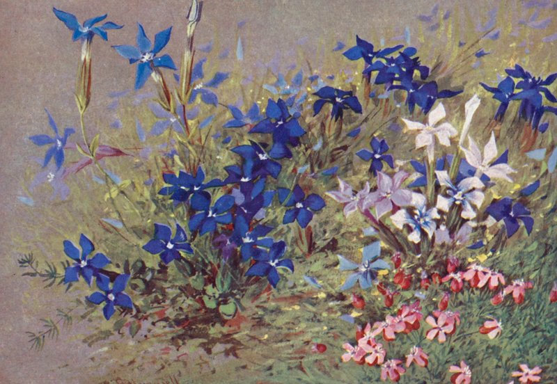 Genitana verna, a típusnövény és néhány formája (színes litho) alkotó: George Jackson Flemwell