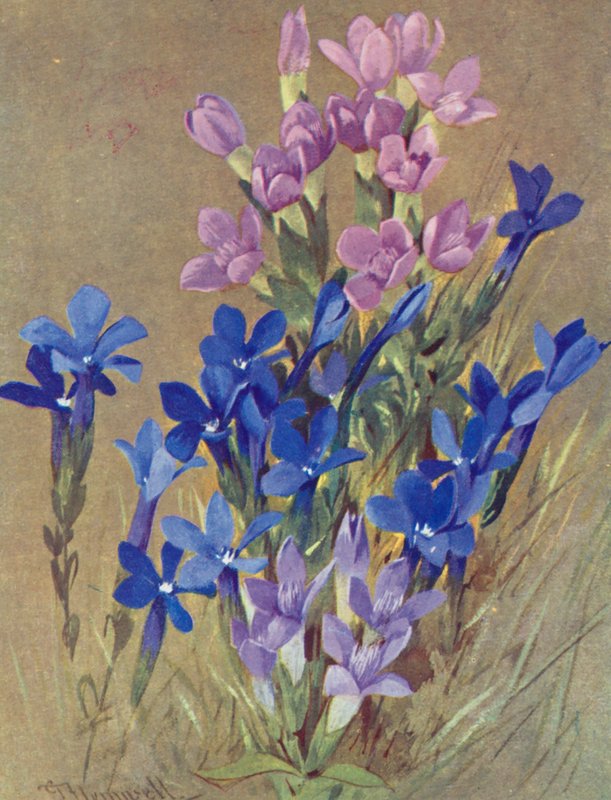 Gentiana campestris és Gentiana bavarica (színes litográfia) alkotó: George Jackson Flemwell