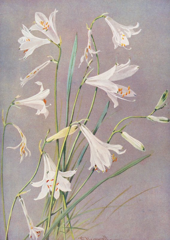 Paradisia Liliastrum, a paradicsomi vagy Szent Brúnó liliom (színes litó) alkotó: George Jackson Flemwell