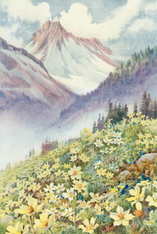 Kénkökörcsin a Le Planet lejtőin (színes litho) alkotó: George Jackson Flemwell