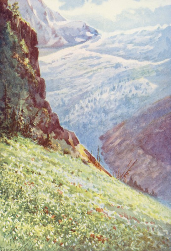 A paradicsomi liliom (Paradisia Liliastrum) a Trienti gleccser közelében június közepe táján (színes litho) alkotó: George Jackson Flemwell