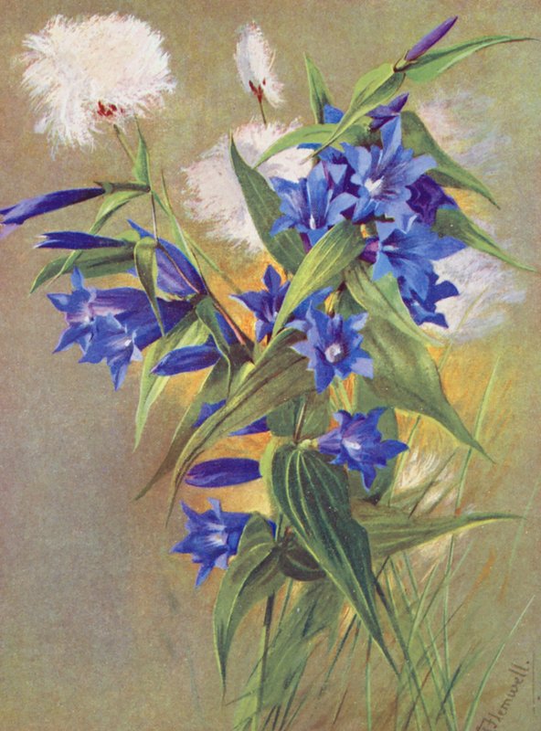 A fűzfa-sencián (G asclepiadea) és az alpesi pamutfű (Eriophorum Scheuchzeri) (színes litográfia) alkotó: George Jackson Flemwell