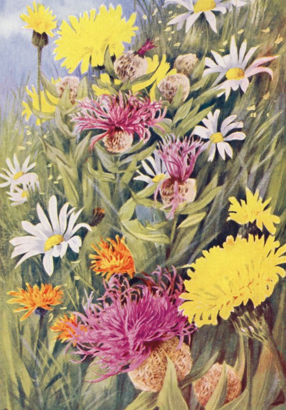 A magas, sárga Hypochaeris uniflora, Centaurea uniflora, az Aranysólyomfű (Crepis aurea) a júliusi mezőkön (színes litográfia). alkotó: George Jackson Flemwell