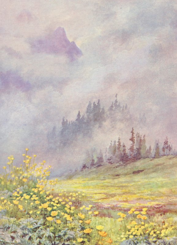 Trollius europaeus, a gömbvirág, a felhősödő mezőkön június elején (színes litográfia) alkotó: George Jackson Flemwell