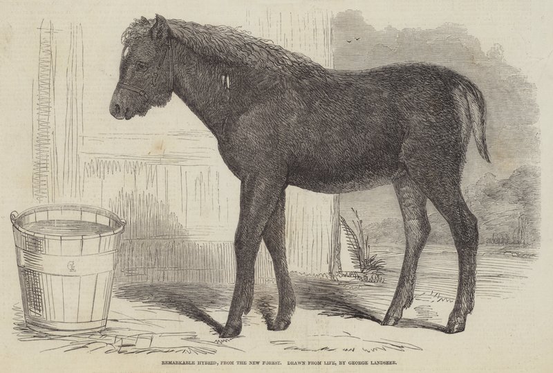 Figyelemre méltó hibrid, a New Forestből alkotó: George Landseer