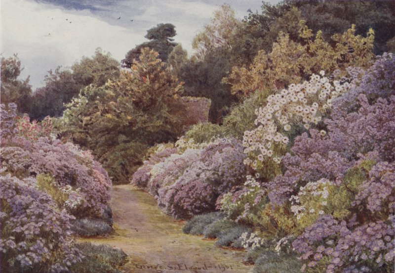 Michaelmas Daisies, Munstead Wood alkotó: George Samuel Elgood