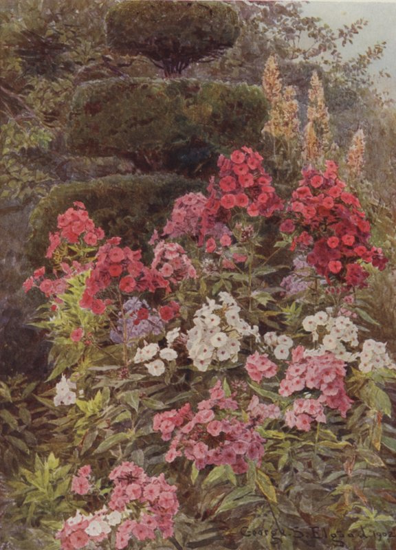 Lángvirág alkotó: George Samuel Elgood
