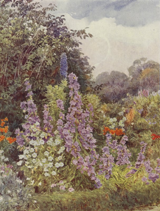Lila Campanula alkotó: George Samuel Elgood