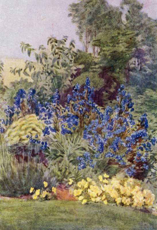 Anchusa Italica Dropmore fajta, a Dropmore Alkanet, Clematis recta és Violas (színes litho) alkotó: George Soper