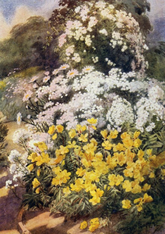 Oenothera Fruticosa Youngii, az egyik legjobb ligetszépe, háttérben fehér Phloxok, Achillea Ptarmica és Shasta százszorszép (színes litho) alkotó: George Soper