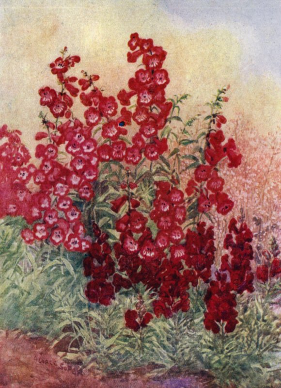 Pentstemons, Antirrhinums és Heuchera Brizoides (színes litho) alkotó: George Soper