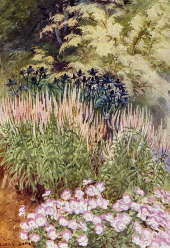 Veronica spicata rosea, eryngiumokkal és brácsákkal (színes litho) alkotó: George Soper
