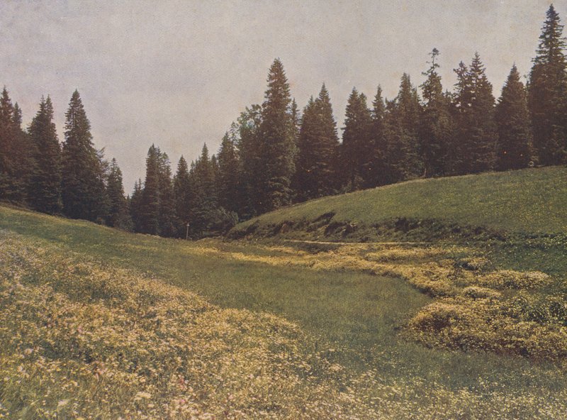 rét a Feldbergen, Fekete-erdő, Németország (színes fotó) alkotó: German Photographer