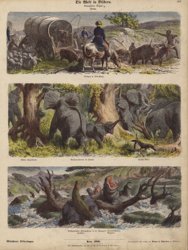 Afrika (színes metszet) alkotó: German School