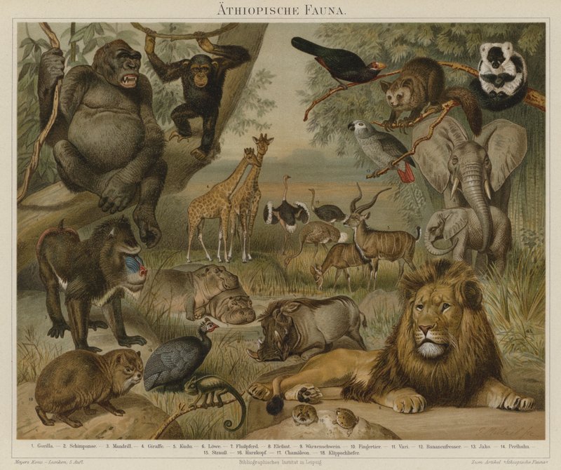 Afrikai fauna alkotó: German School