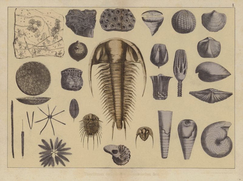 A korai paleozoikum korának állatai (színes litho) alkotó: German School