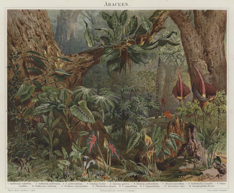 Araceae alkotó: German School