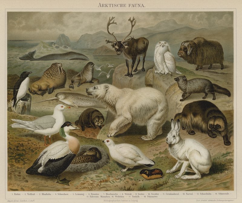 Sarkvidéki fauna alkotó: German School