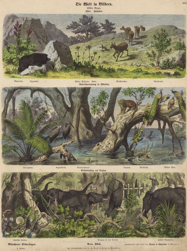 Ázsia: hegyi állatok és növények; áradások Kelet-Indiában; elefántfogás Ceylonban (színes metszet) alkotó: German School