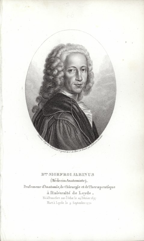 Bernhard Siegfried Albinus alkotó: German School