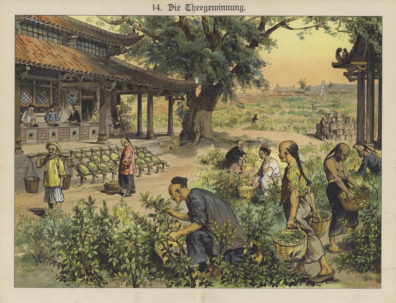 Kínai tea ültetvény (színes litho) alkotó: German School