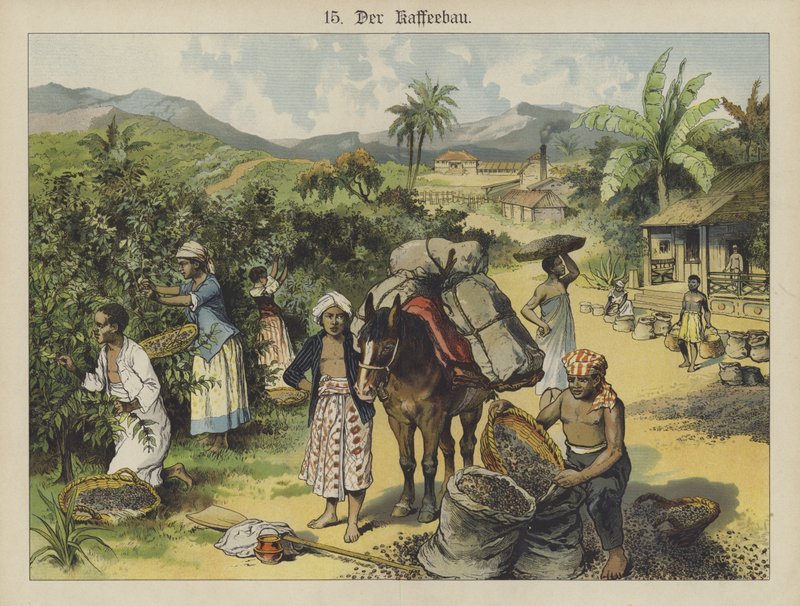 Kávéültetvény (színes litho) alkotó: German School