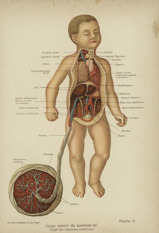 Kivágott diagram, amely egy újszülött belső szerveit és köldökzsinórját mutatja (színes litho) alkotó: German School