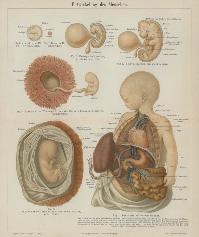 Az emberi magzat fejlődése (színes litho) alkotó: German School
