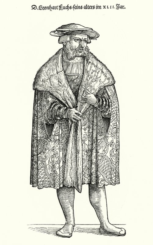 Dr. Leonhart Fuchs német orvos, botanikus és a Tubingeni Egyetem professzora (metszet) alkotó: German School