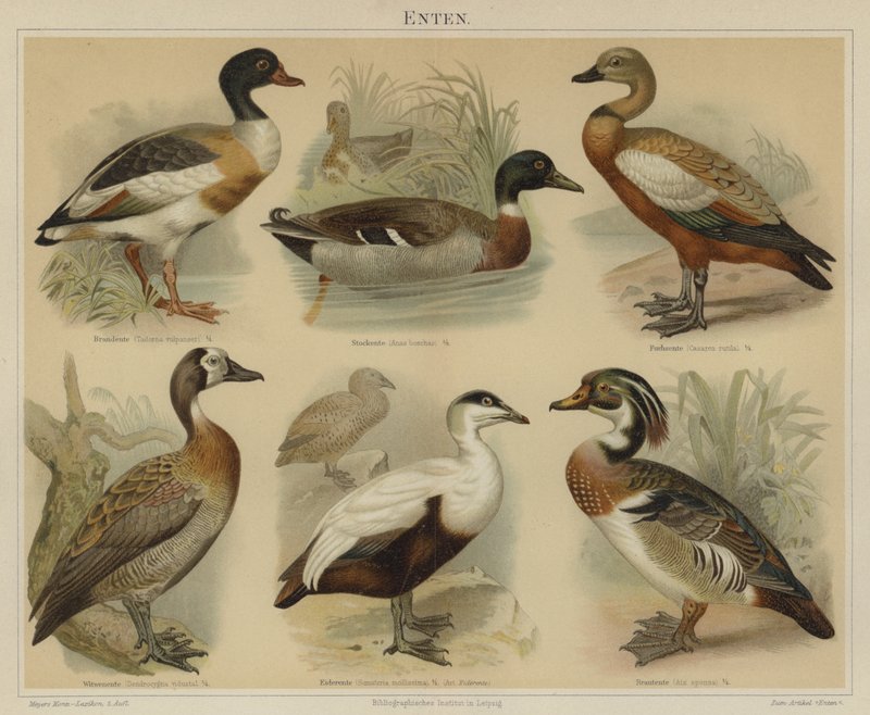 Kacsák (színes litho) alkotó: German School