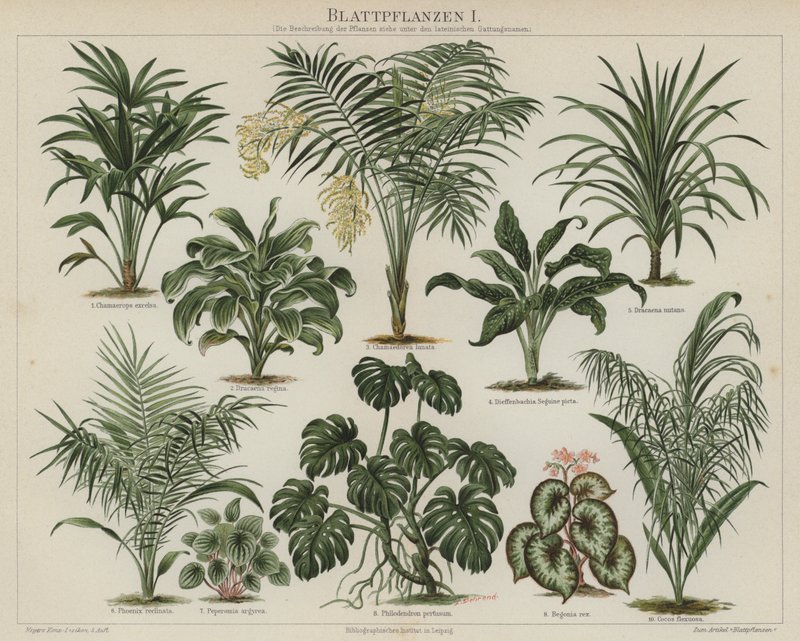 Lombozatú növények (színes litho) alkotó: German School