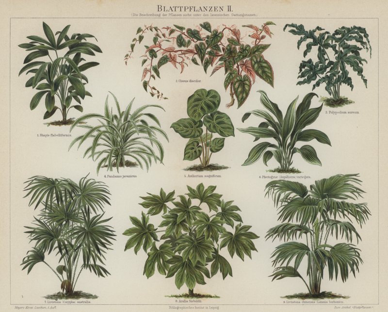 Lombozatú növények (színes litho) alkotó: German School