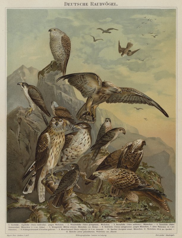 Német ragadozó madarak (színes litho) alkotó: German School