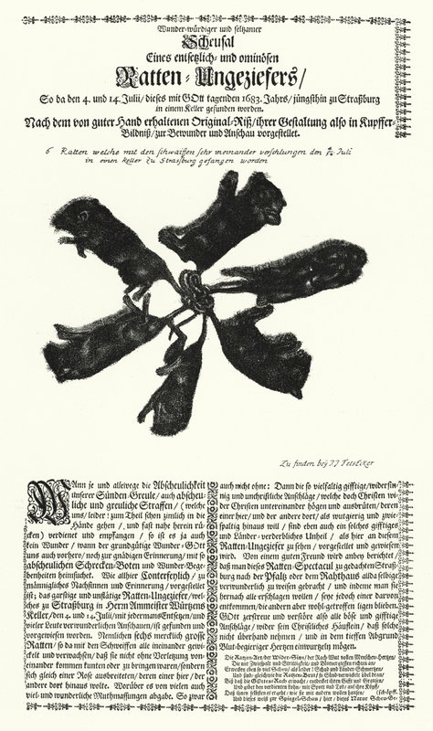 1683-ban Strasbourgban fogott óriási patkányok (metszet) alkotó: German School