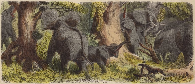 Elefántcsorda egy afrikai dzsungelben (színes metszet) alkotó: German School