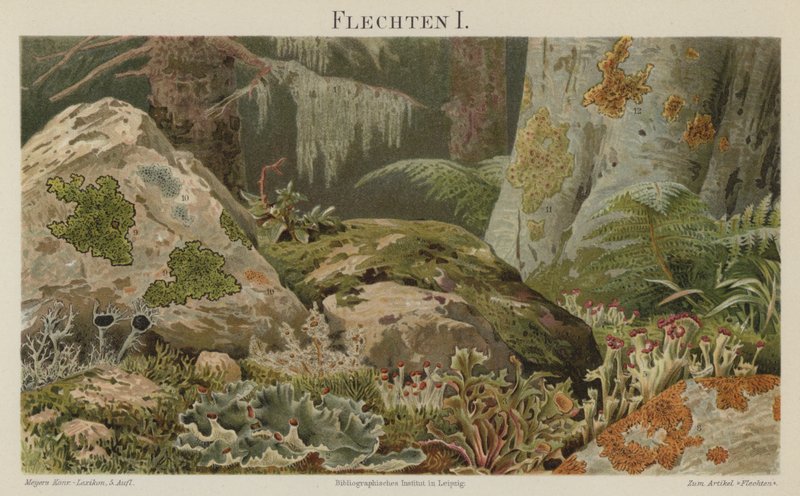 Lichen (színes litho) alkotó: German School