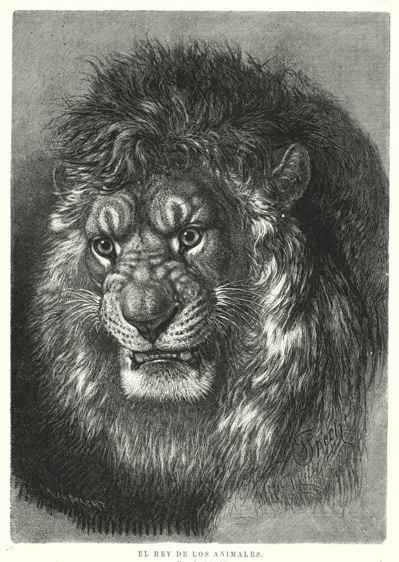 Oroszlán: az állatok királya (litho) alkotó: German School