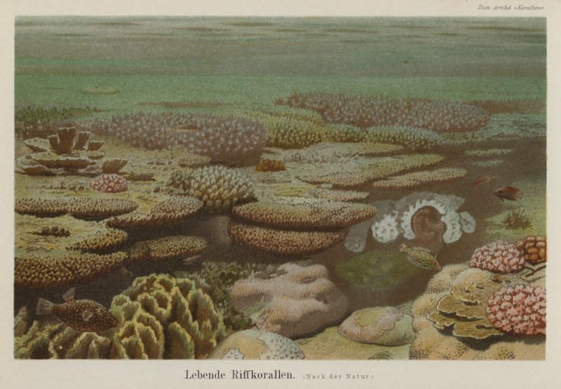 Élő zátonykorallok (színes litho) alkotó: German School