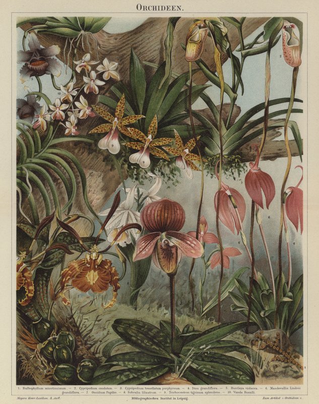 Orchideák (színes litho) alkotó: German School