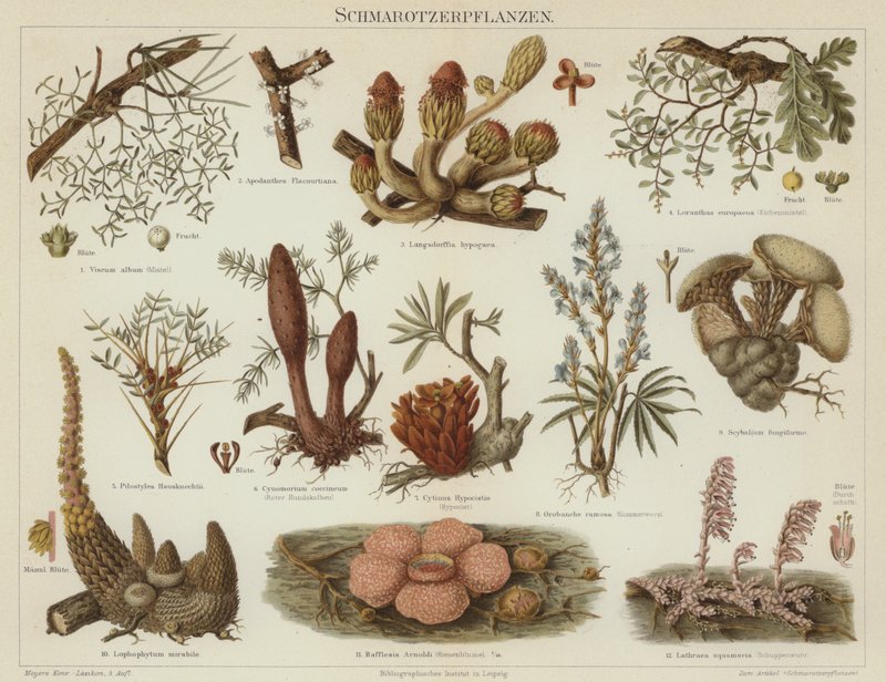 Parazita növények (színes litho) alkotó: German School