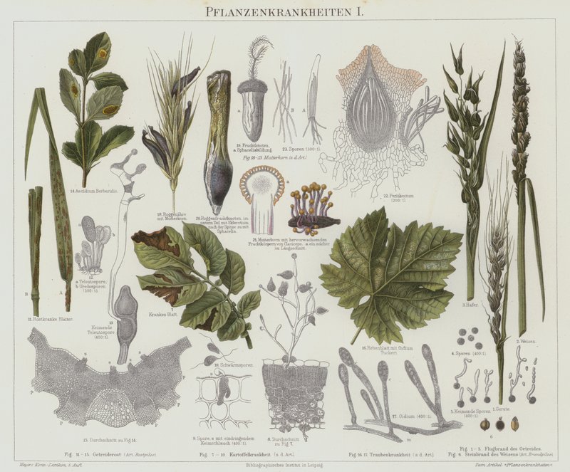 Növénybetegségek (színes litho) alkotó: German School